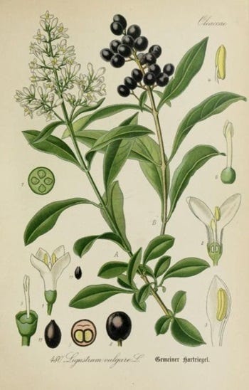 Medicinal Shrubs and Woody Vines: Lingustrum, Privet