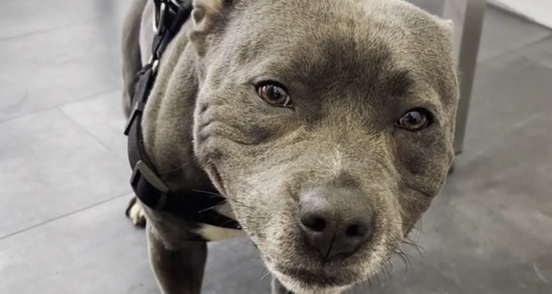 qué causa la esofagitis del perro