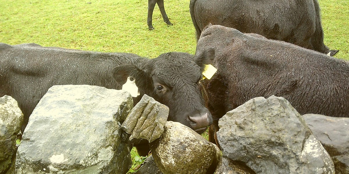 From Errands to Island Galway Study Chronicles