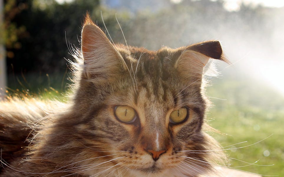 With A Month To Go, Which Democrats Need My Money Most? With A Month To Go, Which Democrats Need My Money Most?