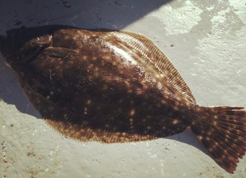 Texas fishing calendar In September head to Aransas Bay for flounder