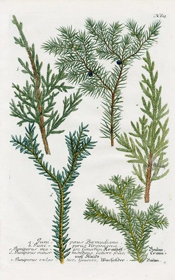 Medicinal Shrubs and Woody Vines: Juniperus, Juniper