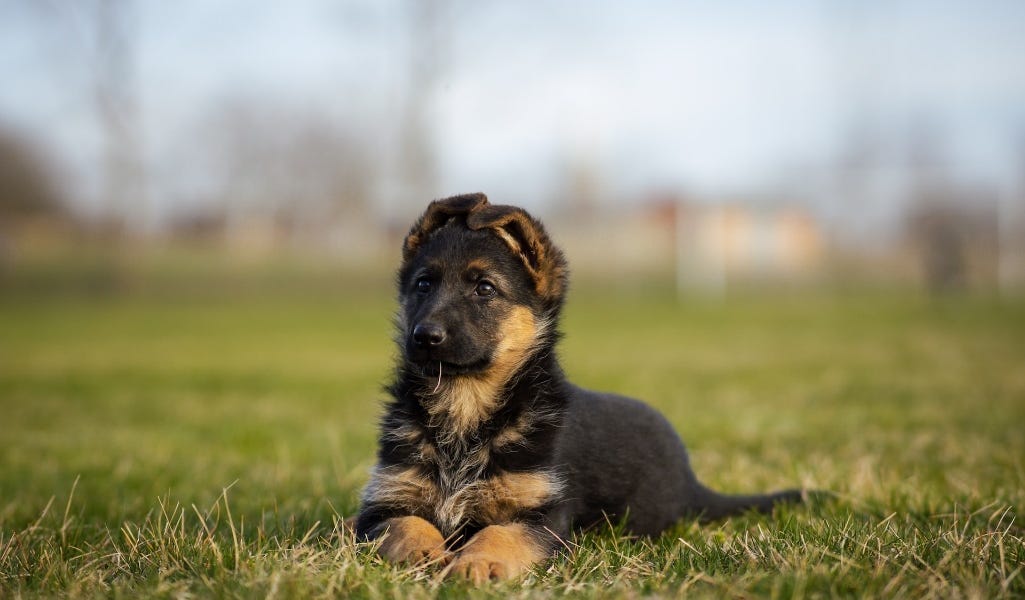 Hitler Had a Dog Named Blondi (and Moral Ambiguity)