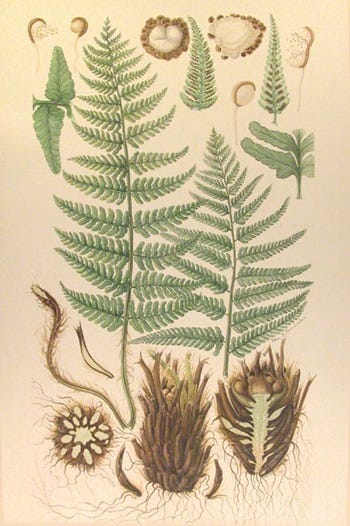 Medicinal Ferns and Fern Allies: Dryopteris filix-mas, Male Fern