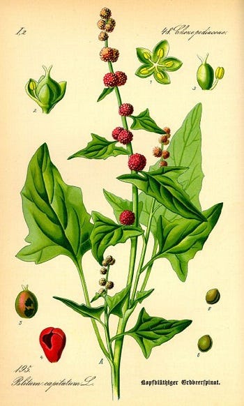 Show 230: Allergy Remedies, Toothwort, Strawberry Spinach and Dogwood