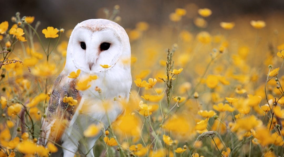 I Confess by Rianna Cohen PATRON SAINT OF PLOT HOLES