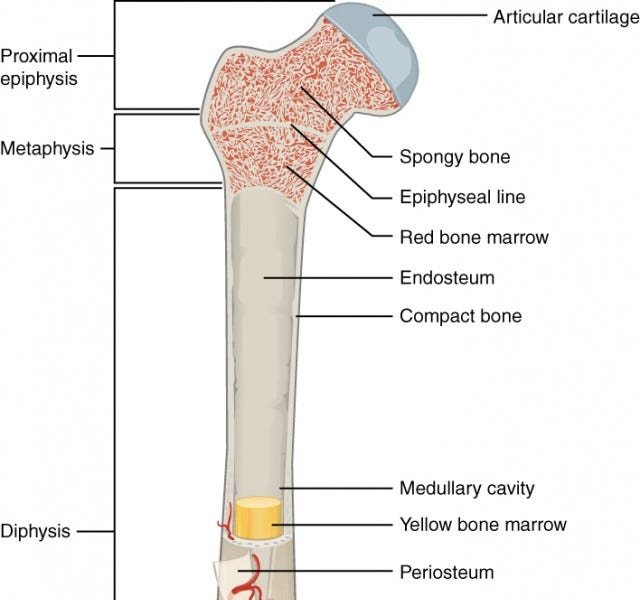 Bone Mass - by Jack March - The Rheumatology Physio