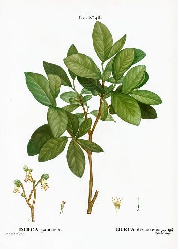 Medicinal Shrubs and Woody Vines: Dirca, Eastern Leatherwood