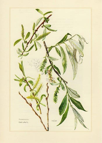 Medicinal Trees: Willow or Osier (Salix)