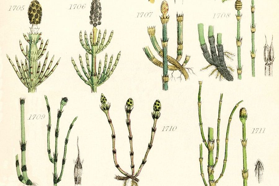 Medicinal Ferns and Fern Allies: Equisetum, the Horsetails