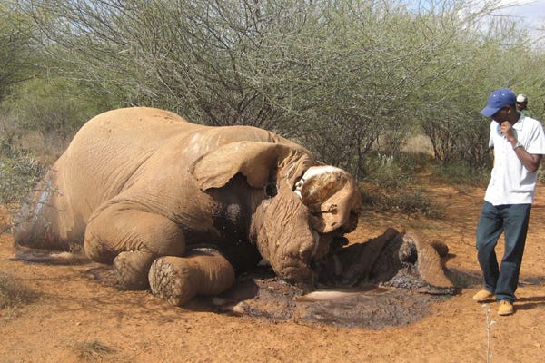 Vietnamese Syndicates Wiping out African Megafauna - Vimarsana News