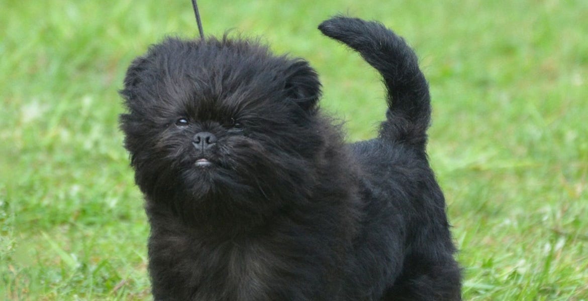 Explore the Unusual: 10 Weird and Wonderful Dog Breeds