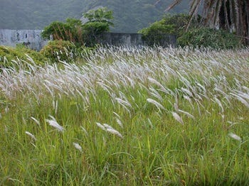 Show 179: River Beauty, Rushes, Dollarweed and Cogon Grass
