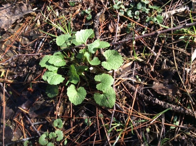 When do invasive species make good news?