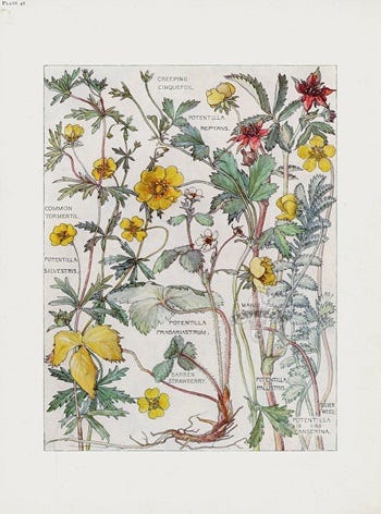 Show 194: Elder Flowers, Potentilla and Politics