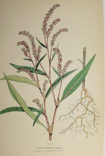 Show 189: Clintonia and Knotweed