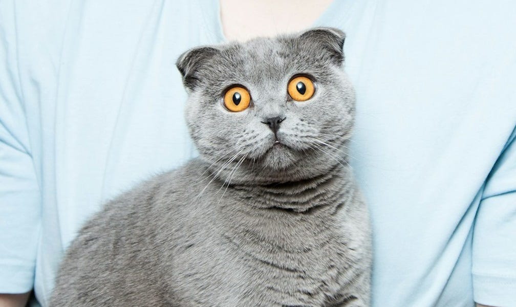 In Shocking Move … Nah, Nobody’s Shocked Trump Paused His F*cking Tariffs