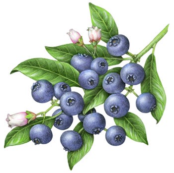 Medicinal Shrubs and Woody Vines: Vaccinum, Blueberry