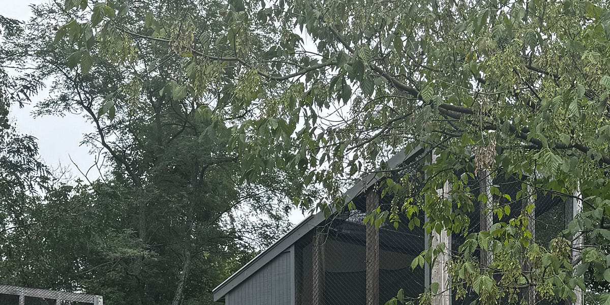 A HOME FOR WOUNDED BIRDS