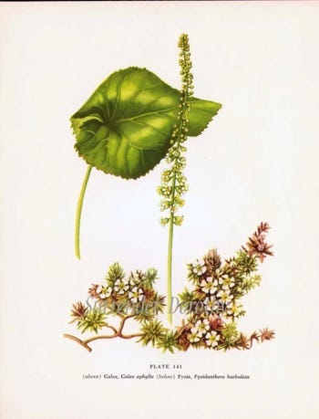 Medicinal Shrubs and Woody Vines: Galax and Gaultheria, Wintergreen