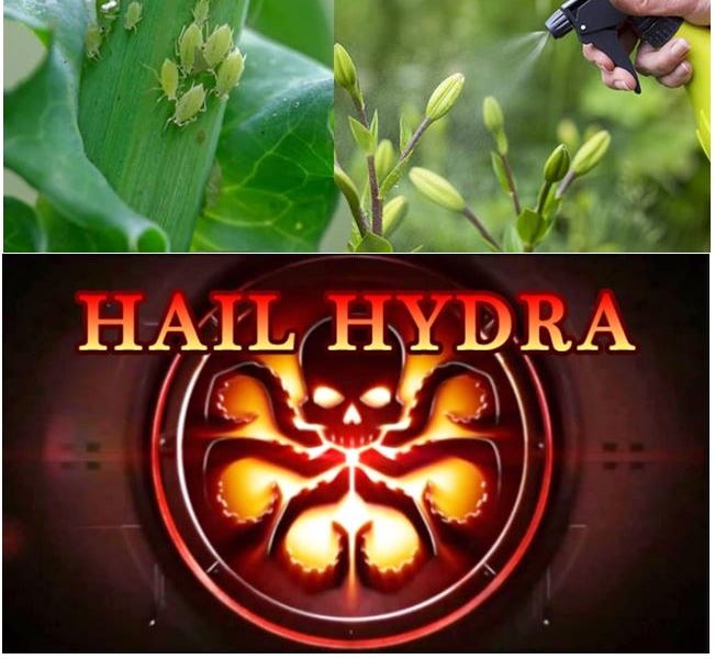 We Are Mere Bugs on a Rose Bush