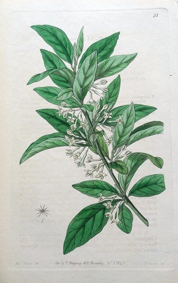 Medicinal Shrubs and Woody Vines: Elaeagnus, Autumn Olive or Oleaster