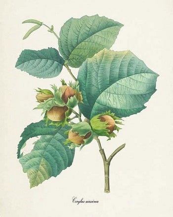 Medicinal Shrubs and Woody Vines: Corylus, Hazelnut