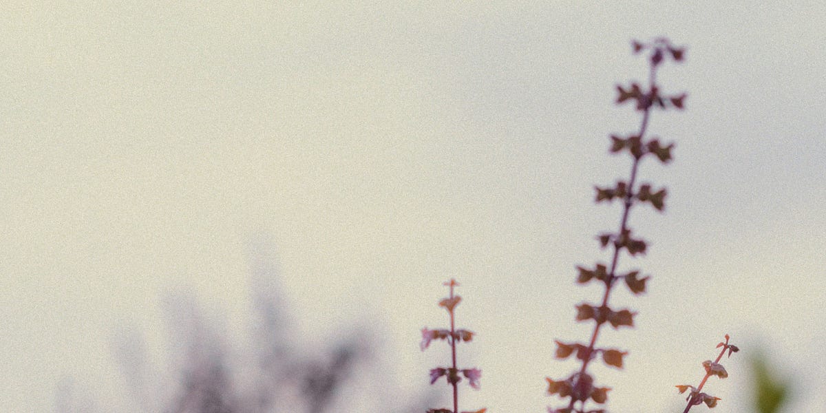 Holy Basil, the Queen of Herbs by Raine Sillito