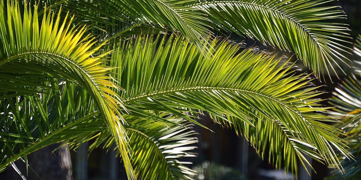 Celebrate Palm Sunday Today!