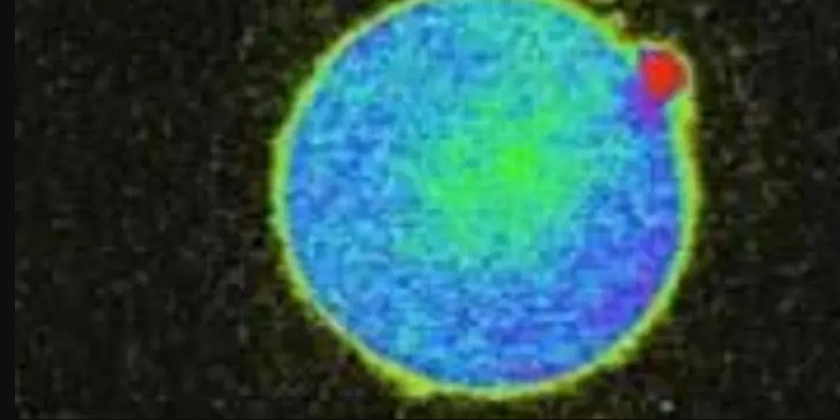 Zinc and the Spark of Life by Reece Men In Black