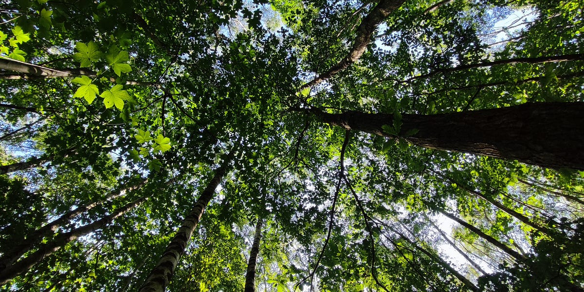 The Song of the Birch Mother A Midsummer Utiseta (part one)