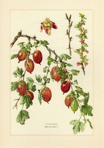 Medicinal Shrubs: Ribes, Currant and Gooseberry