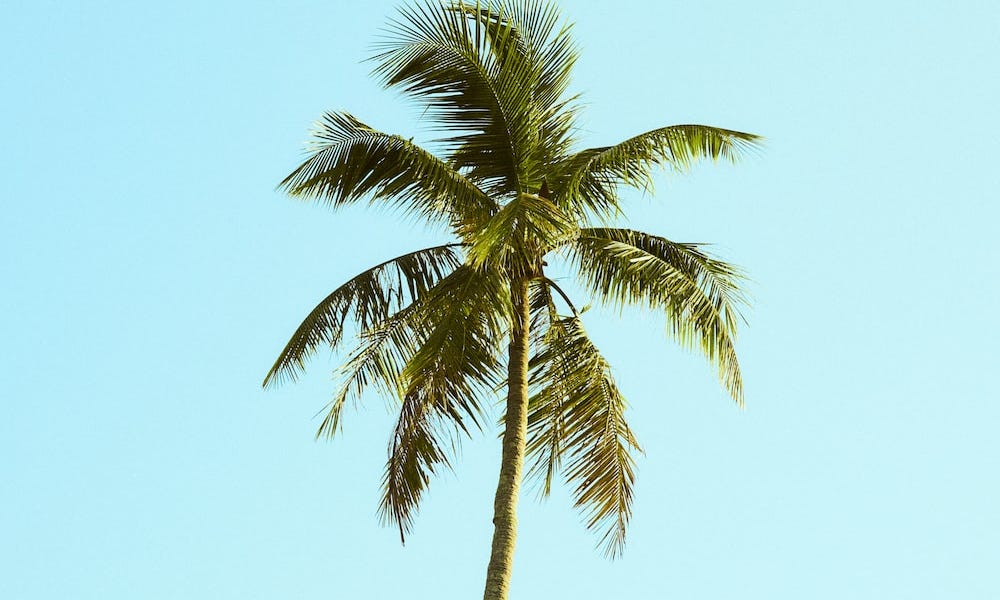 It's Easy To Hate A Palm Tree - by James Francis