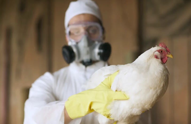 DAILY TRIFECTA Bird Flu Circles The Cuckoo's Nest