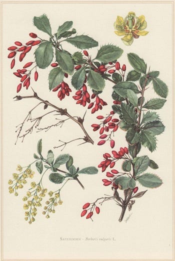 Medicinal Shrubs: Berberis (barberry)