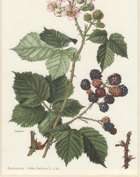 From the Spring Foraging Cookbook: Blackberries and Brambles