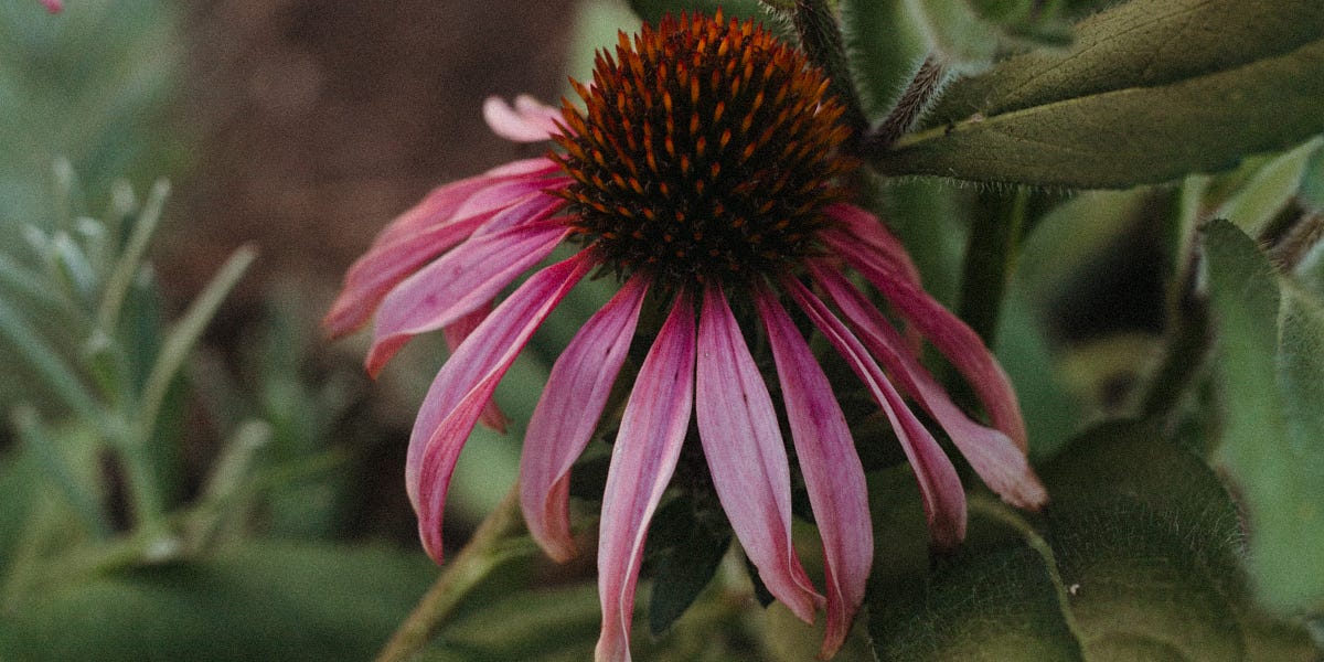 when-to-start-winter-sowing-by-emily-leake