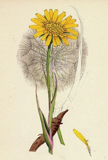 Show 200: 4th year Anniversary Show! Also, Glasswort, Goat's Beard and Groundsel