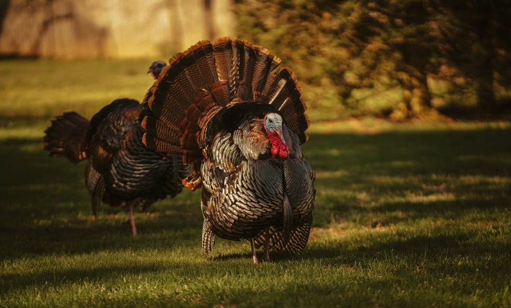 This Thanksgiving, Be Grateful You’re Not One of Brandon’s Handlers