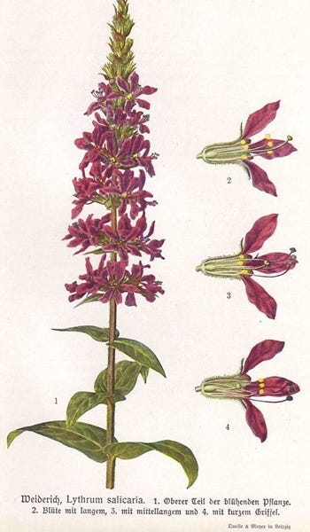Show 183: Cuckoo Flower, Water Plantain, Loosestrife and ending food insecurity for all