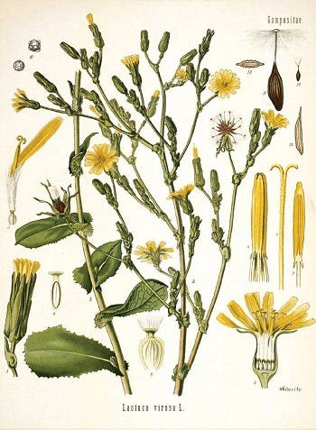 Show 236: Wild Grapes, Wild Lettuce and Trailing Arbutus