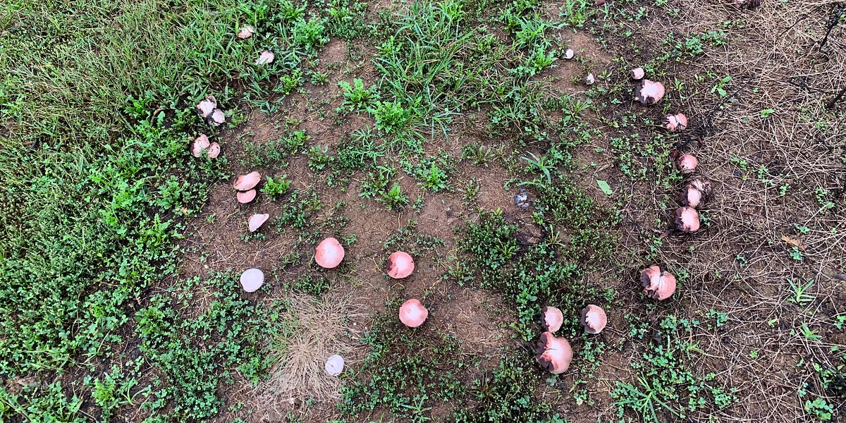 Helene by Lisa Jensen 100 Poems