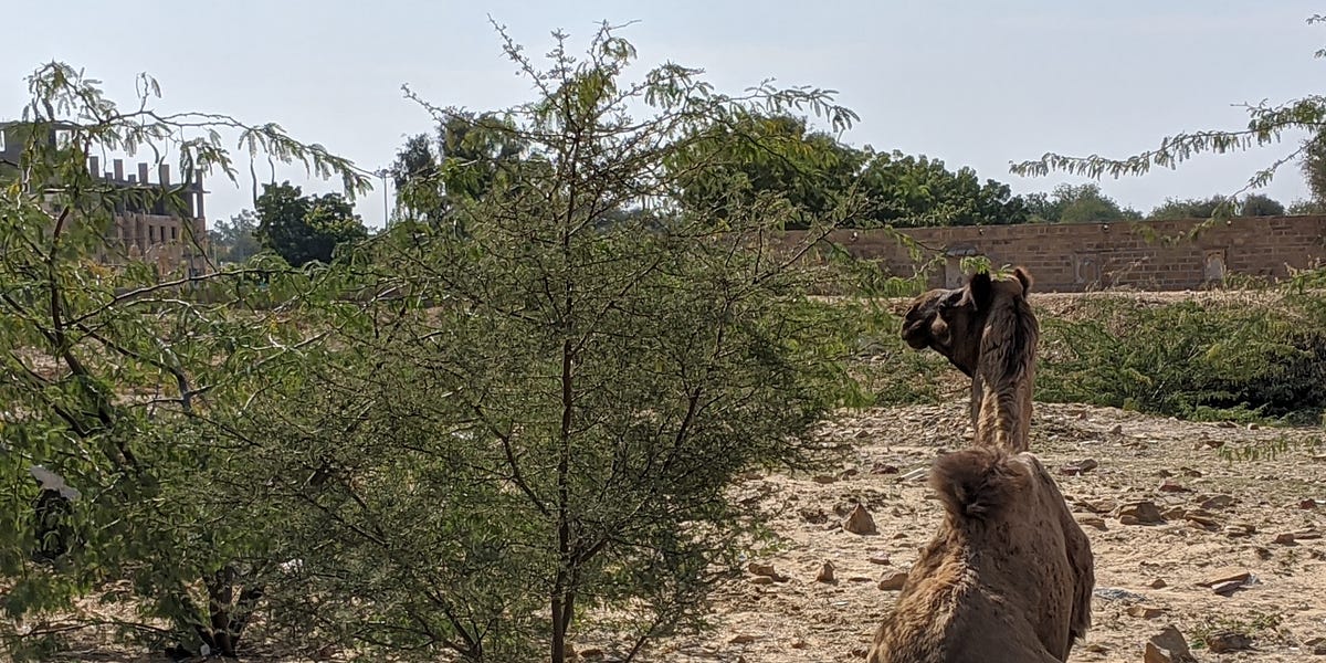 To illustrate or not adding photos to a book