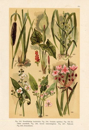 Show 224: River Beauty, Rushes, Buttonbush, Plum Yew and Leatherleaf