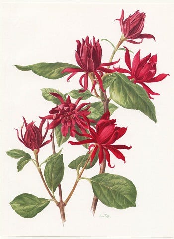 Medicinal Shrubs and Woody Vines: Calycanthus, Sweet Shrub and Ceanothus, New Jersey Tea