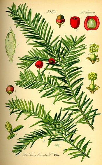 Medicinal Shrubs and Woody Vines; Taxus, Yew