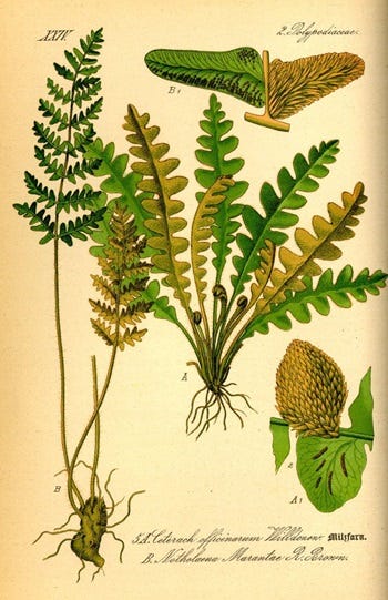Medicinal Ferns and Fern Allies: Ceterach officinarum, Common Spleenwort
