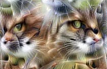 262 Angry Cat Meme Face Images, Stock Photos, 3D objects, & Vectors