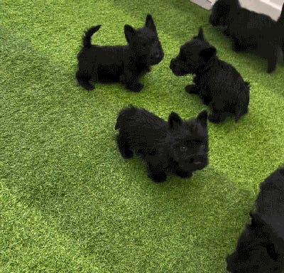 Putin’s Chew Toy. Tabs, Tues., March 4, 2025 Putin’s Chew Toy. Tabs, Tues., March 4, 2025