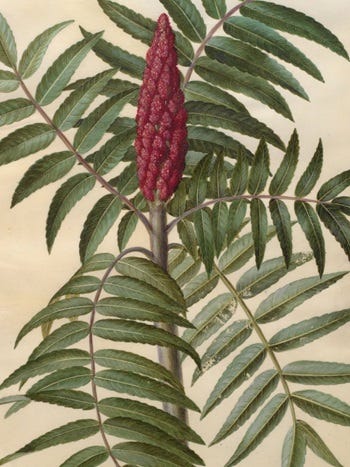 Medicinal Shrubs: Rhus, Sumac
